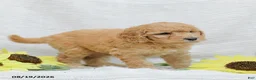 Goldendoodle dogs for sale: Jasmine - Ad 9