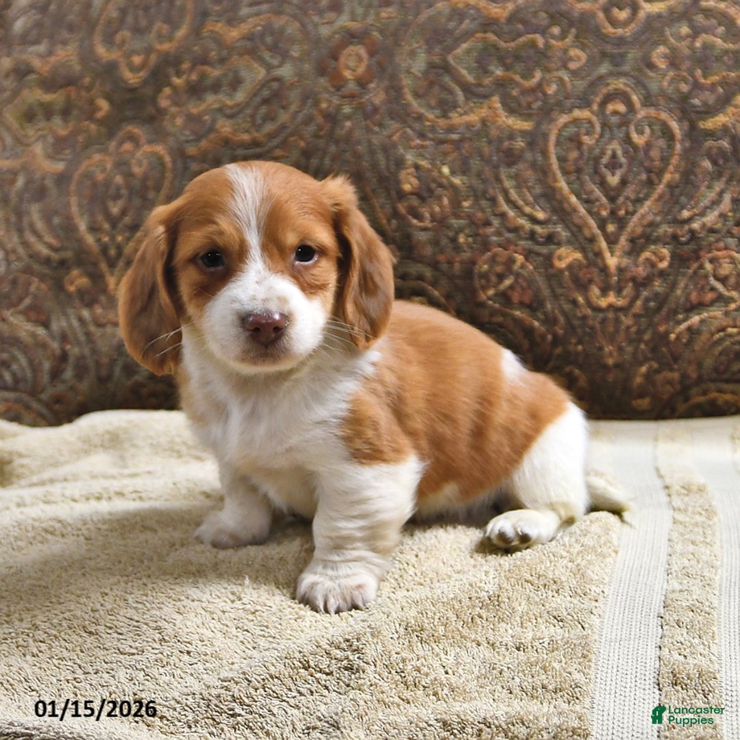 Miniature Dachshund dogs for sale: Frisky - Ad 2