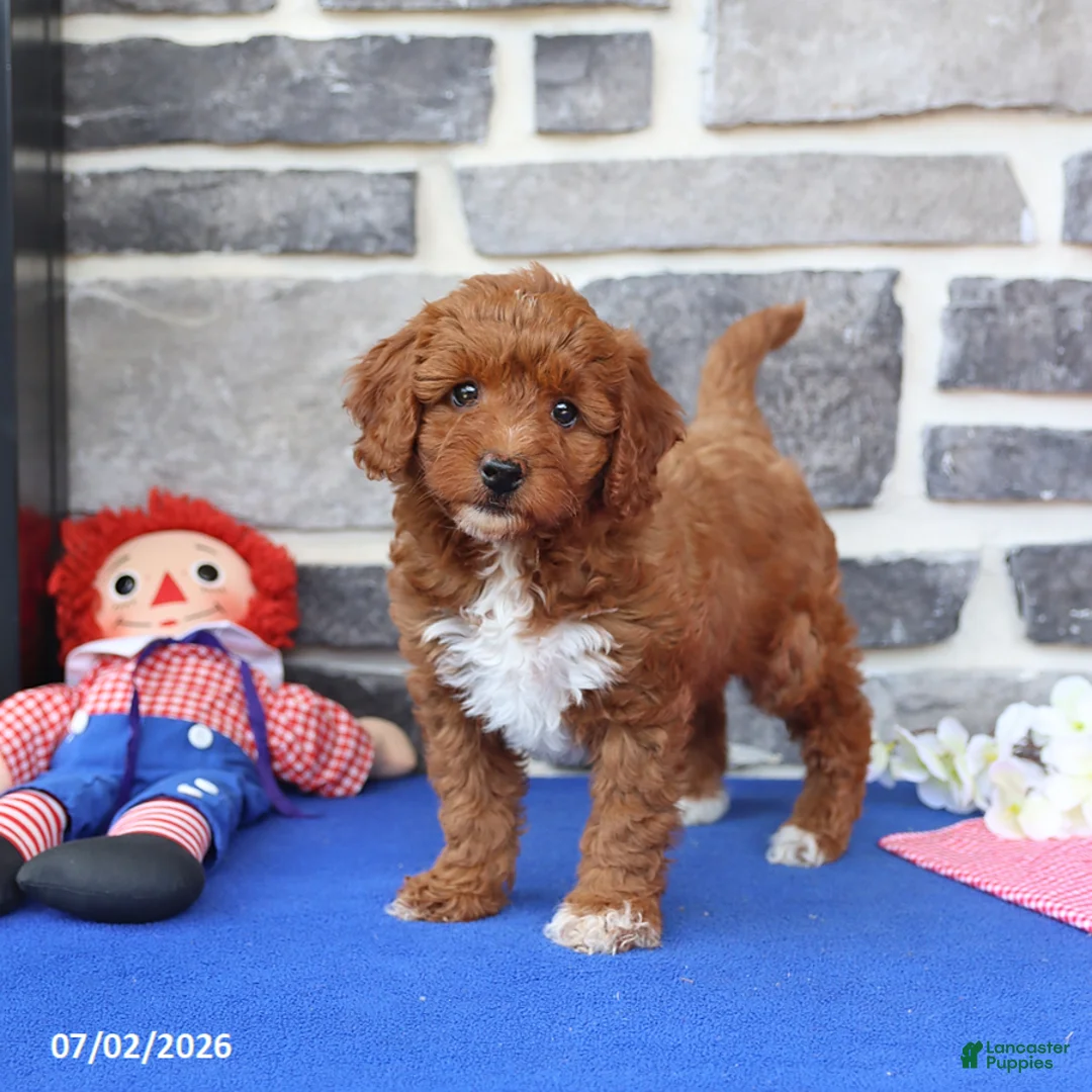 Cavapoo dogs for sale: Rita - Ad 1