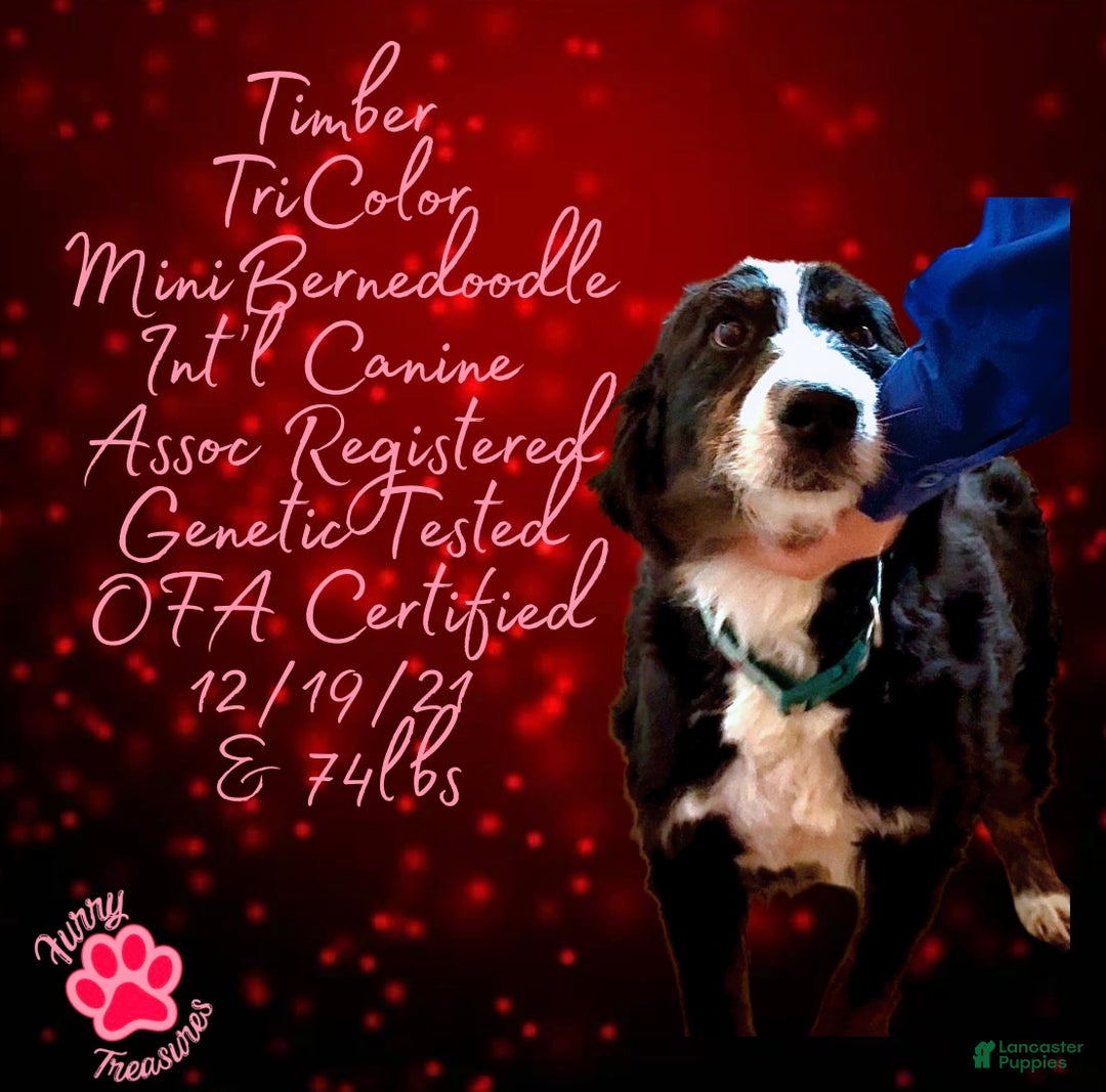 Mini Bernedoodle dogs for sale: Kian “Blue Collar” Male - Ad 11