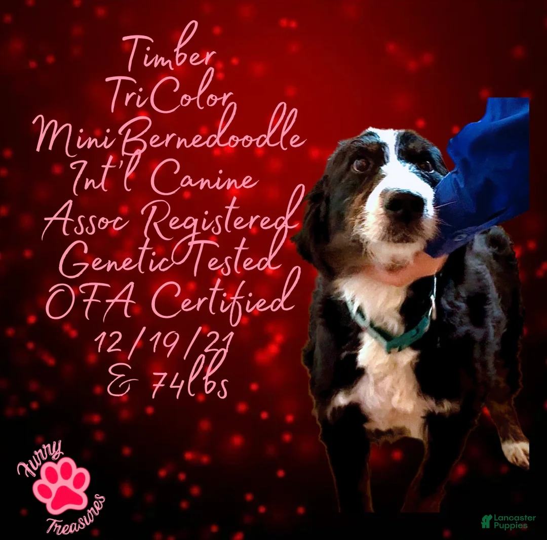Mini Bernedoodle dogs for sale: Kian “Blue Collar” Male - Ad 28