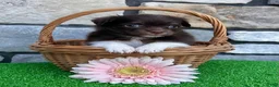 Havanese dogs for sale: Rosey - Ad 5