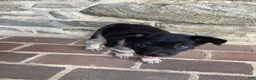 Mixed Breed dogs for sale: Burge - Ad 3