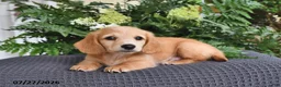 Miniature Dachshund dogs for sale: Tanner - Ad 4