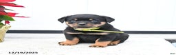 Rottweiler dogs for sale: Tango - Ad 1