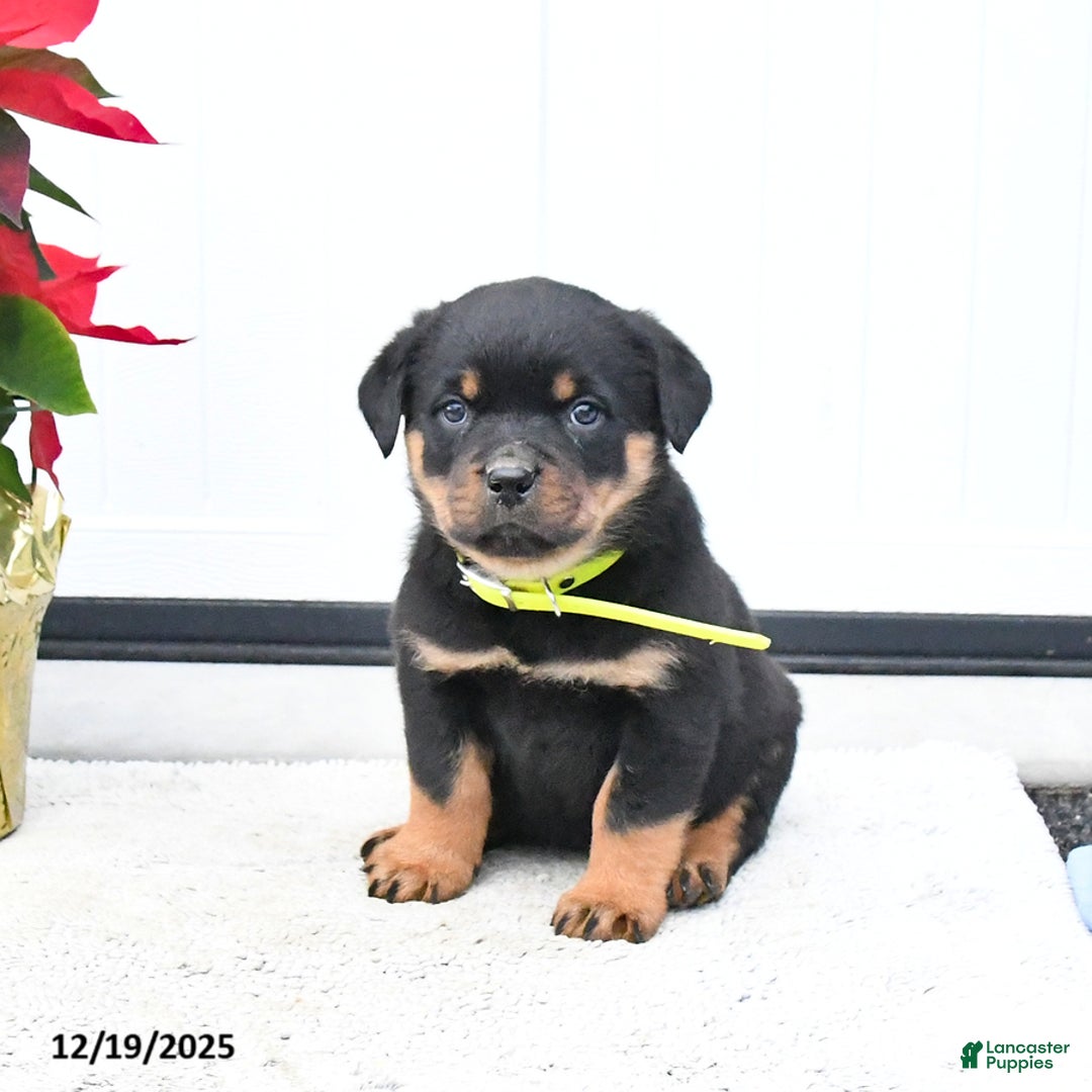 Rottweiler dogs for sale: Tango - Ad 1
