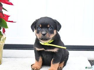 Rottweiler dogs Tango - Ad 3