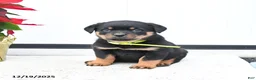 Rottweiler dogs for sale: Tango - Ad 4