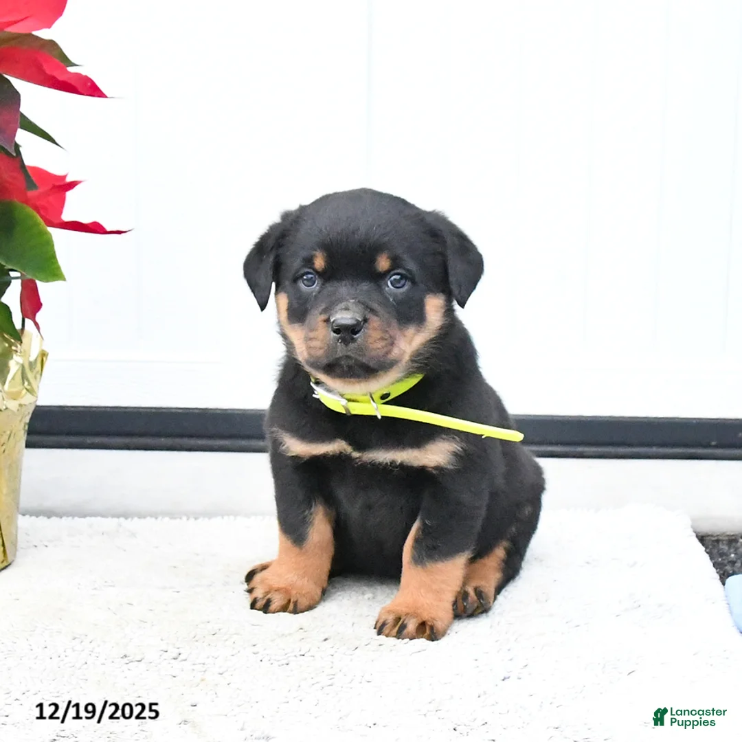 Rottweiler dogs for sale: Tango - Ad 4
