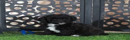 Miniature Poodle dogs for sale: Oreo Handsome Black and White Poodle Puppy - Ad 5