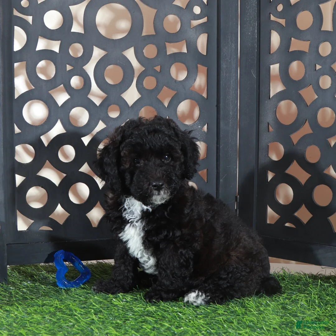 Miniature Poodle dogs for sale: Oreo Handsome Black and White Poodle Puppy - Ad 5