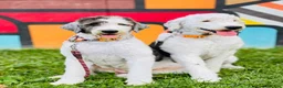 Sheepadoodle dogs for sale: Oreo - Ad 7