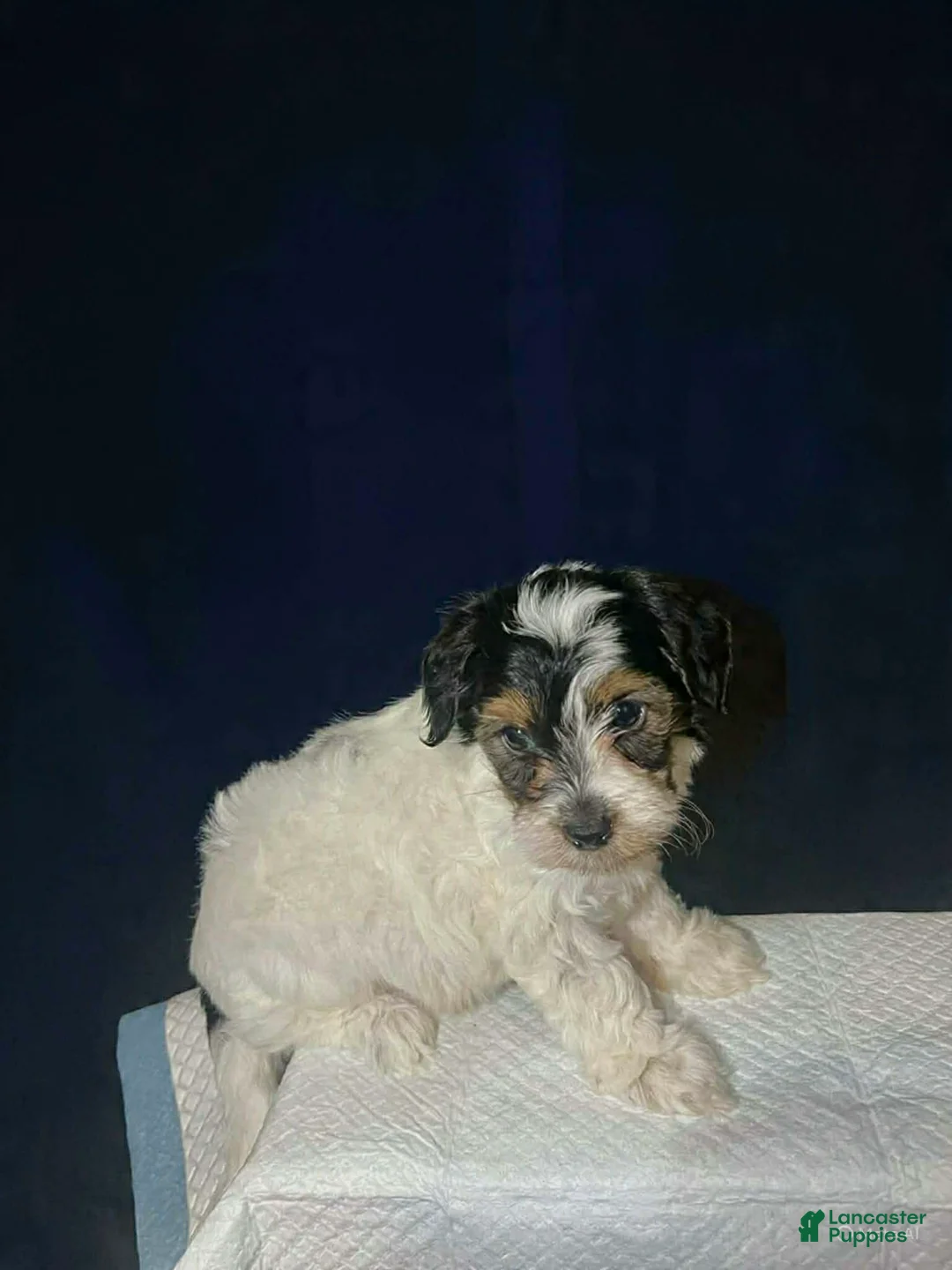 Shihpoo dogs for sale: Sweetheart - Ad 2
