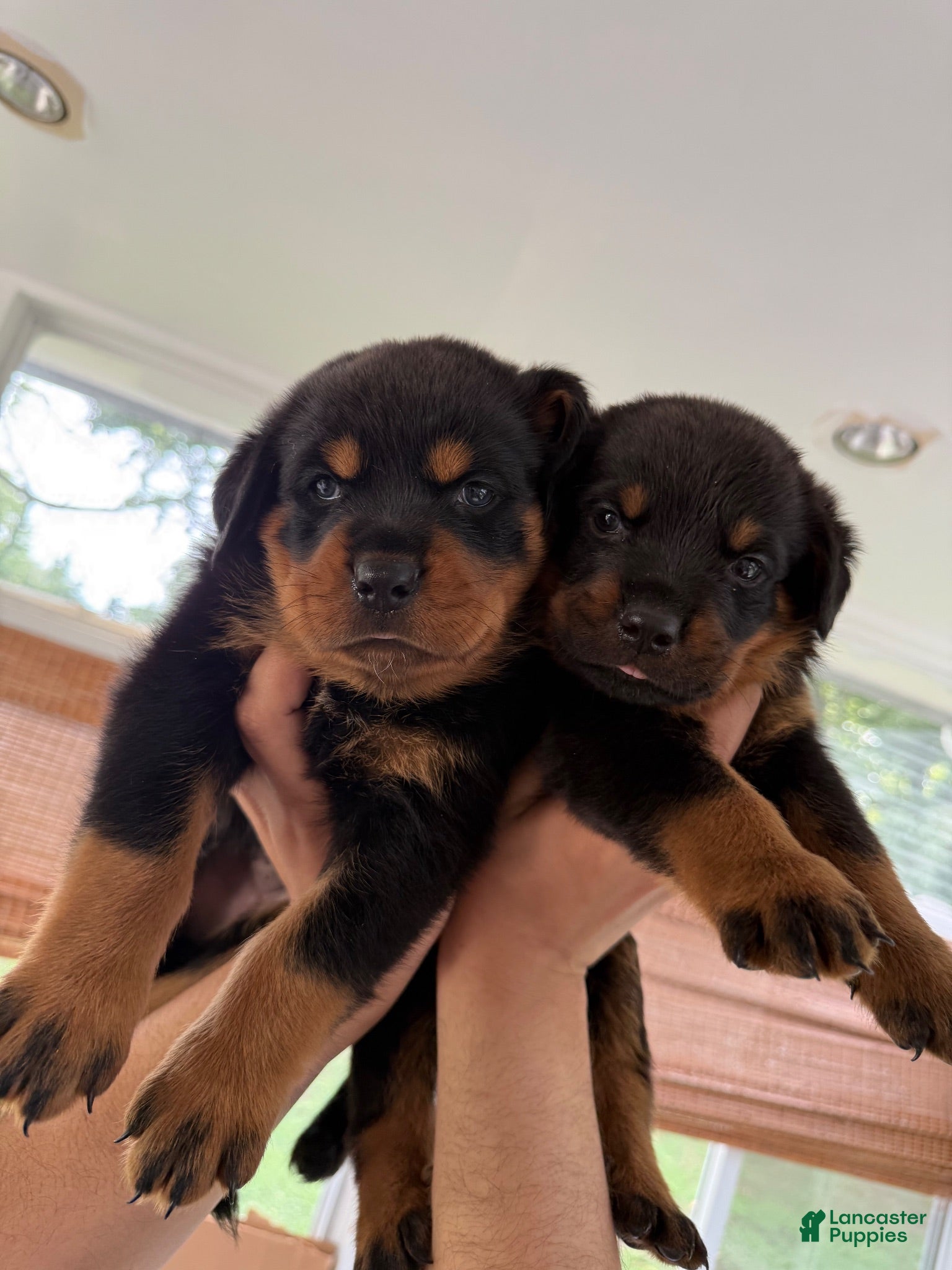Rottweiler dogs Rottweiler 2 - Ad 11
