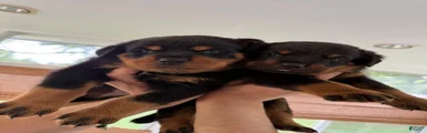 Rottweiler 2