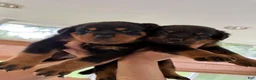 Rottweiler dogs for sale: Rottweiler 2 - Ad 1
