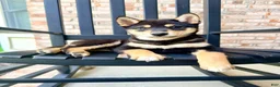 Shiba Inu dogs for sale: AKC Shang - Ad 2