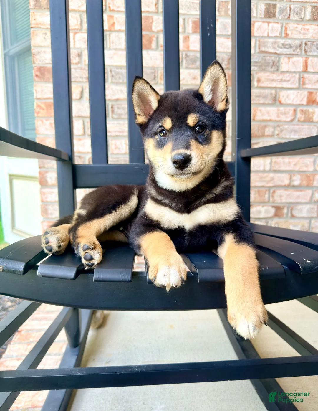 Shiba Inu dogs for sale: AKC Shang - Ad 2