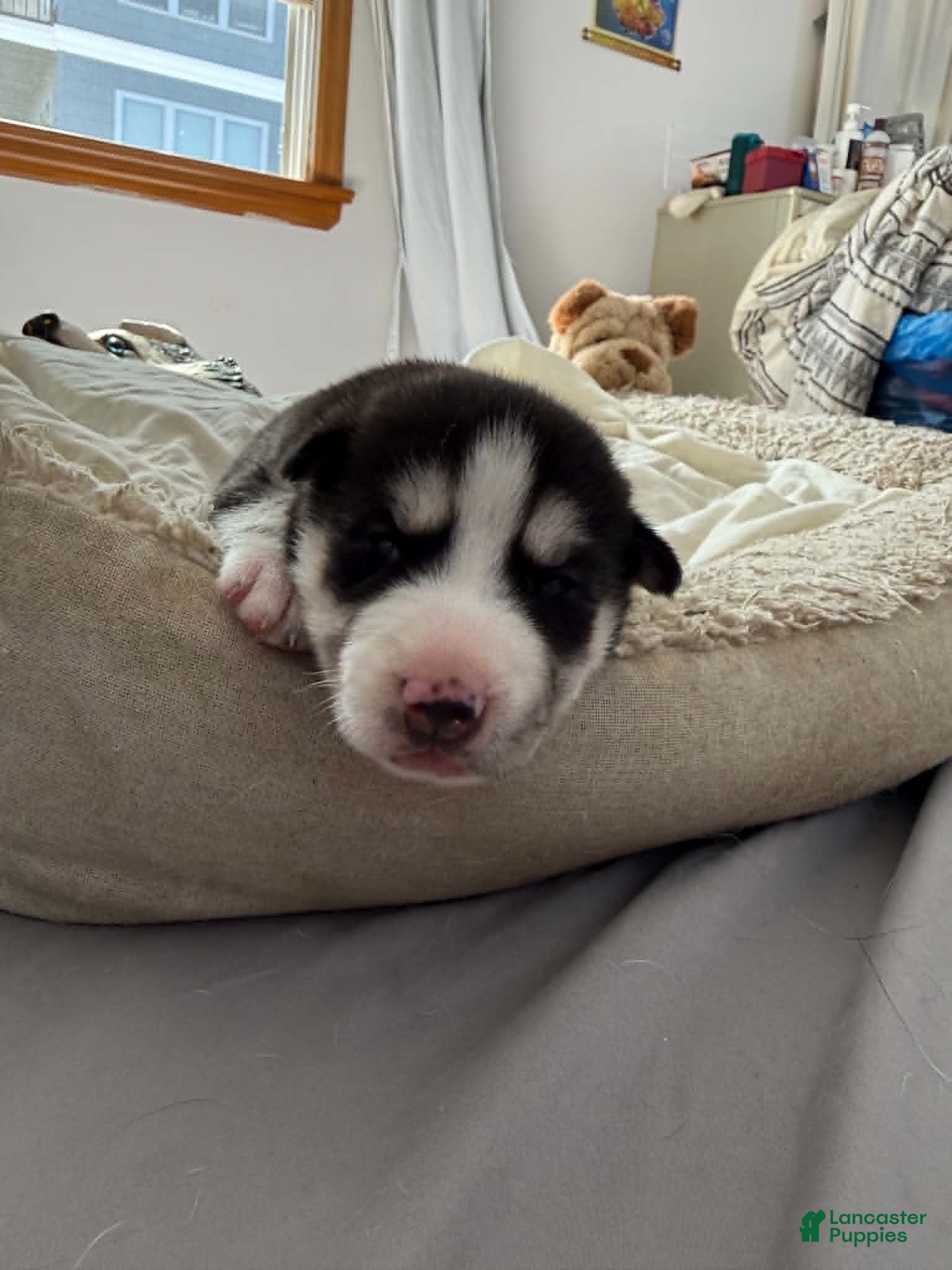 Siberian Husky dogs for sale: Bella - Ad 3
