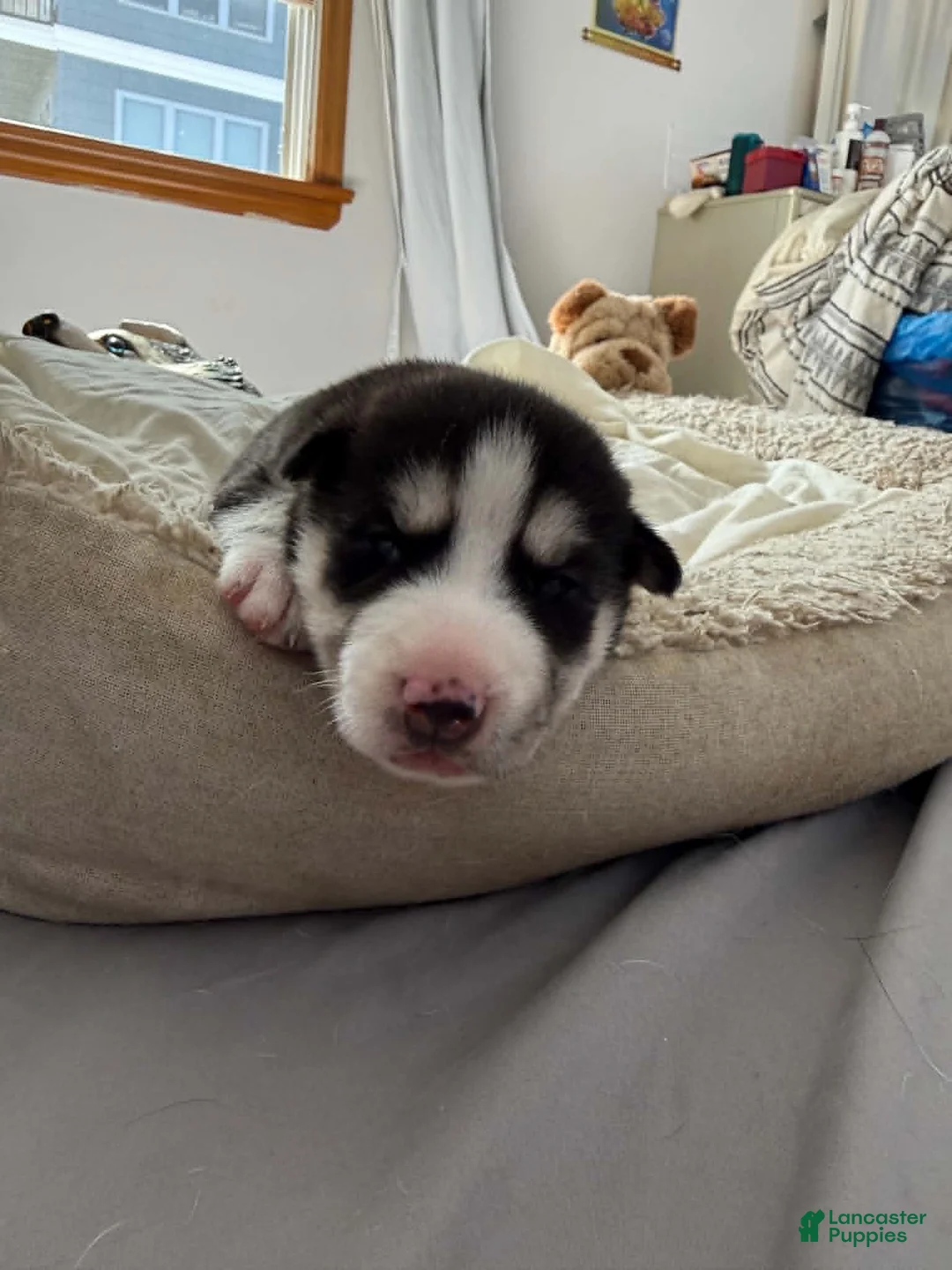 Siberian Husky dogs for sale: Bella - Ad 1