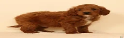 Mini Goldendoodle dogs for sale: Miles - Ad 6