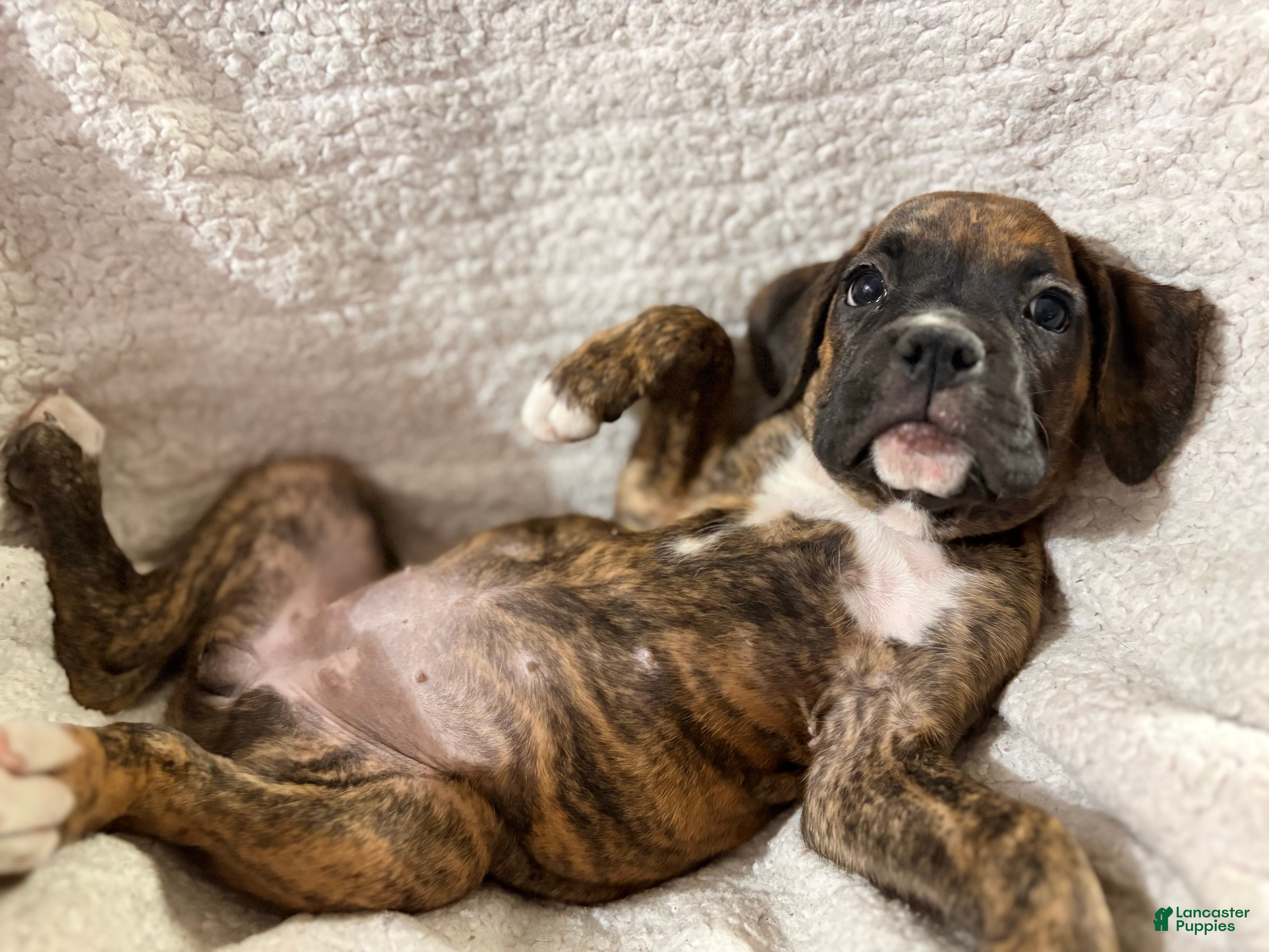 Boxer dogs Pink - Ad 2