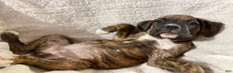 Boxer dogs for sale: Pink - Ad 2