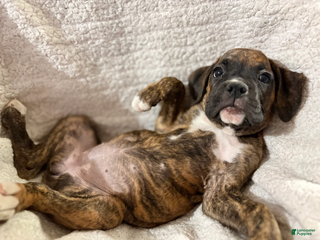 Boxer dogs for sale: Pink - Ad 2