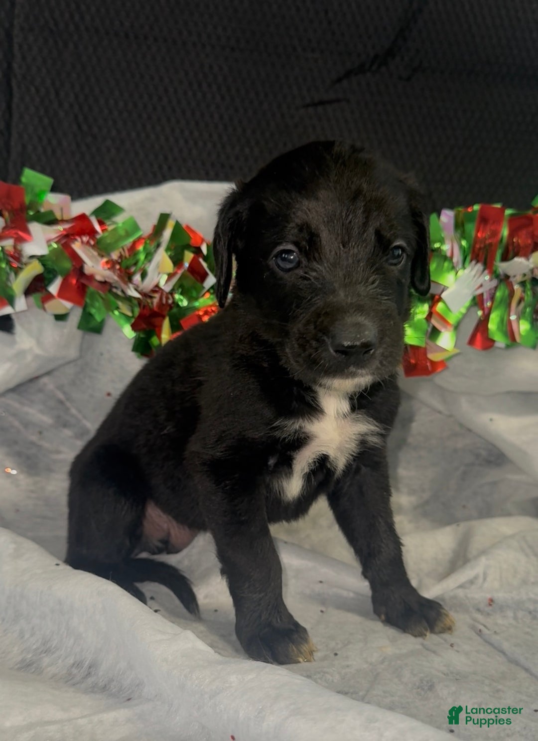 Mixed Breed dogs for sale: Drake - Ad 1