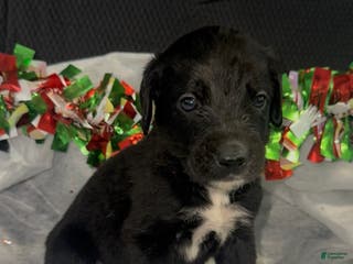 Mixed Breed dogs Drake - Ad 38