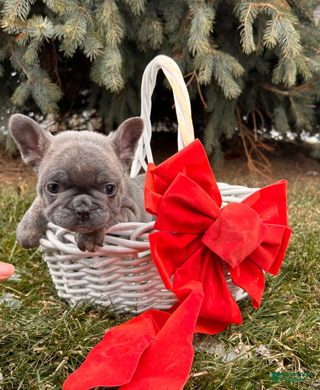 French Bulldog dogs for sale: Knox - Ad 3