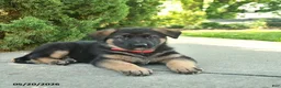 Mixed Breed dogs for sale: Robin  - Ad 3