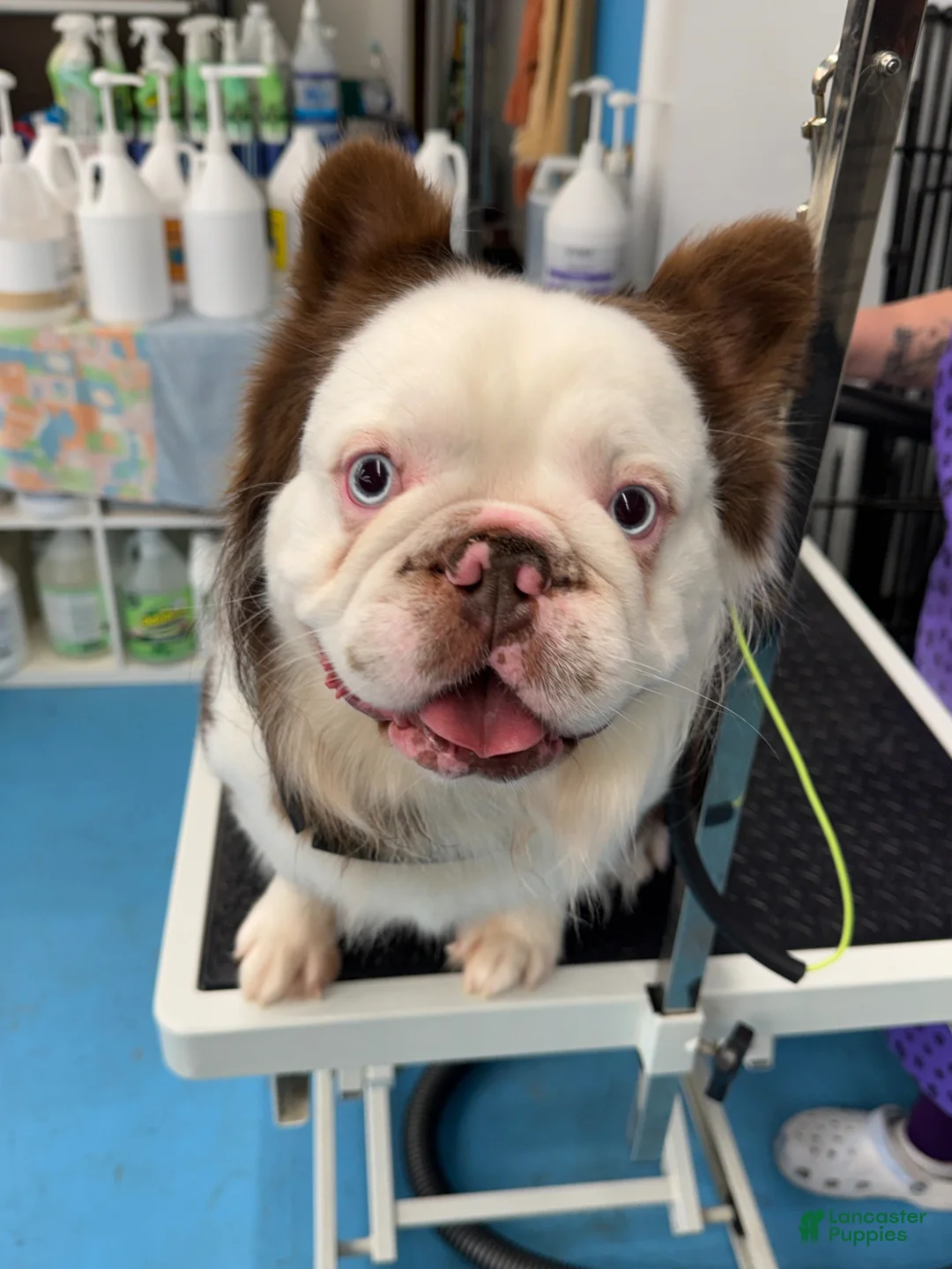 French Bulldog dogs for stud: Mr. Omg - Ad 1