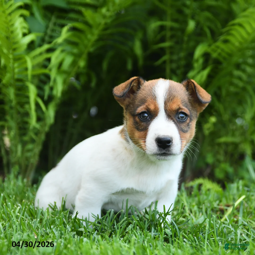 Mixed Breed dogs for sale: Dazzle  - Ad 1