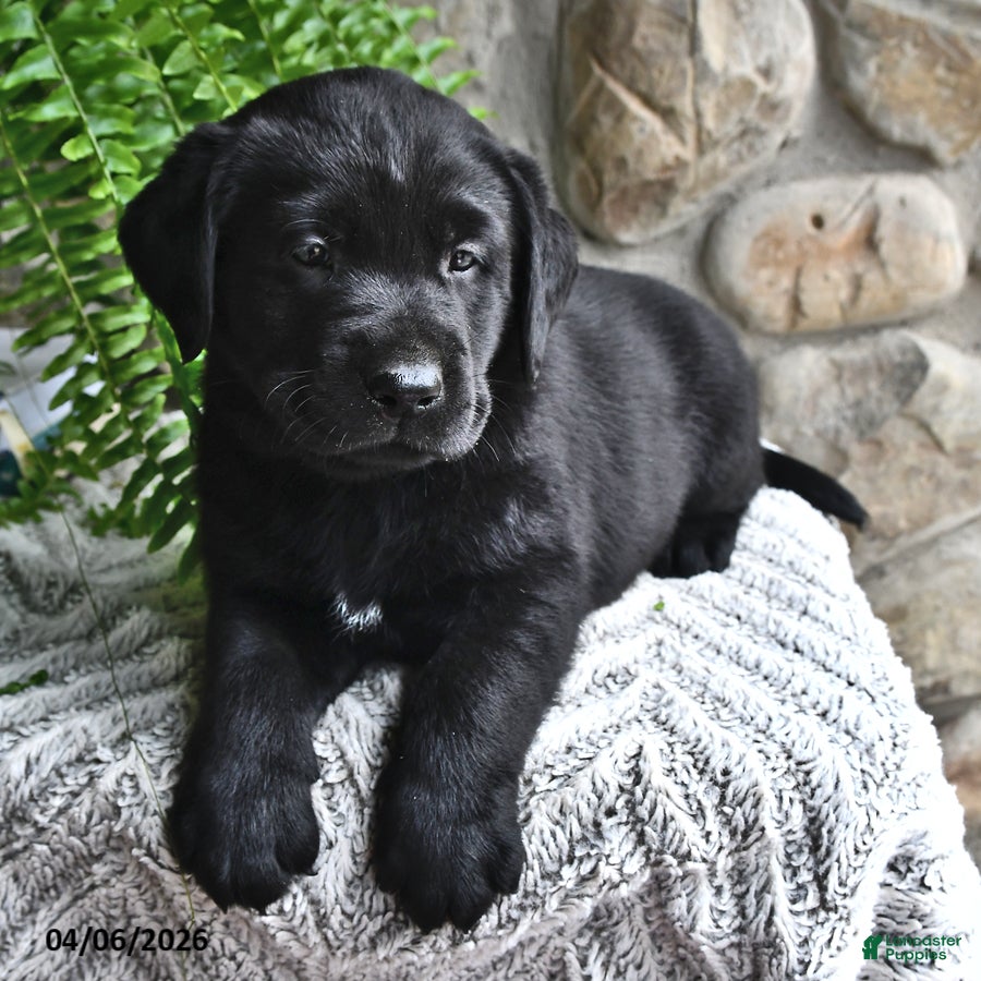 Labrador Retriever dogs Mocha - Ad 2