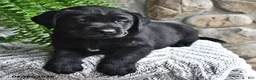 Labrador Retriever dogs for sale: Mocha - Ad 2