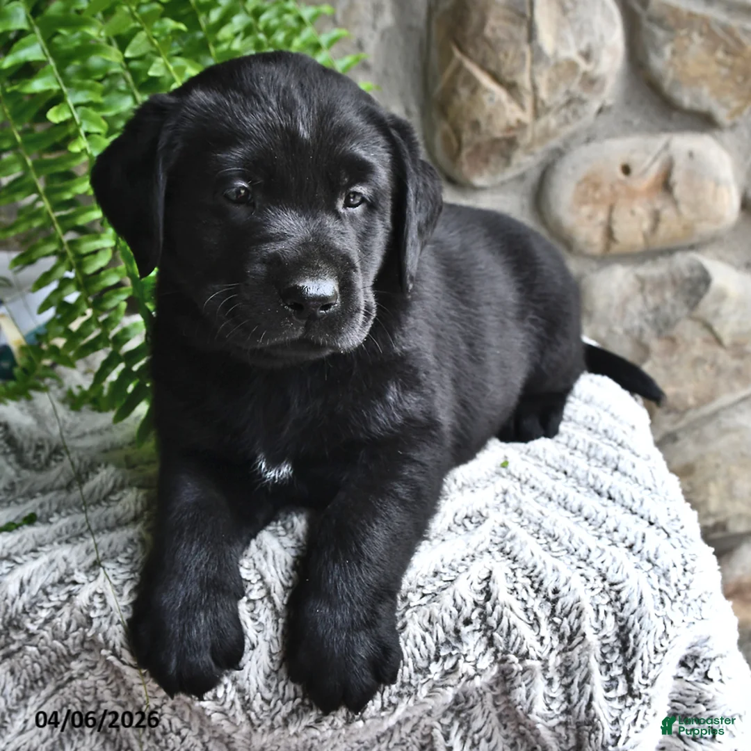 Labrador Retriever dogs for sale: Mocha - Ad 2