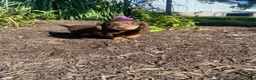Miniature Dachshund dogs for sale: Skye - Ad 3