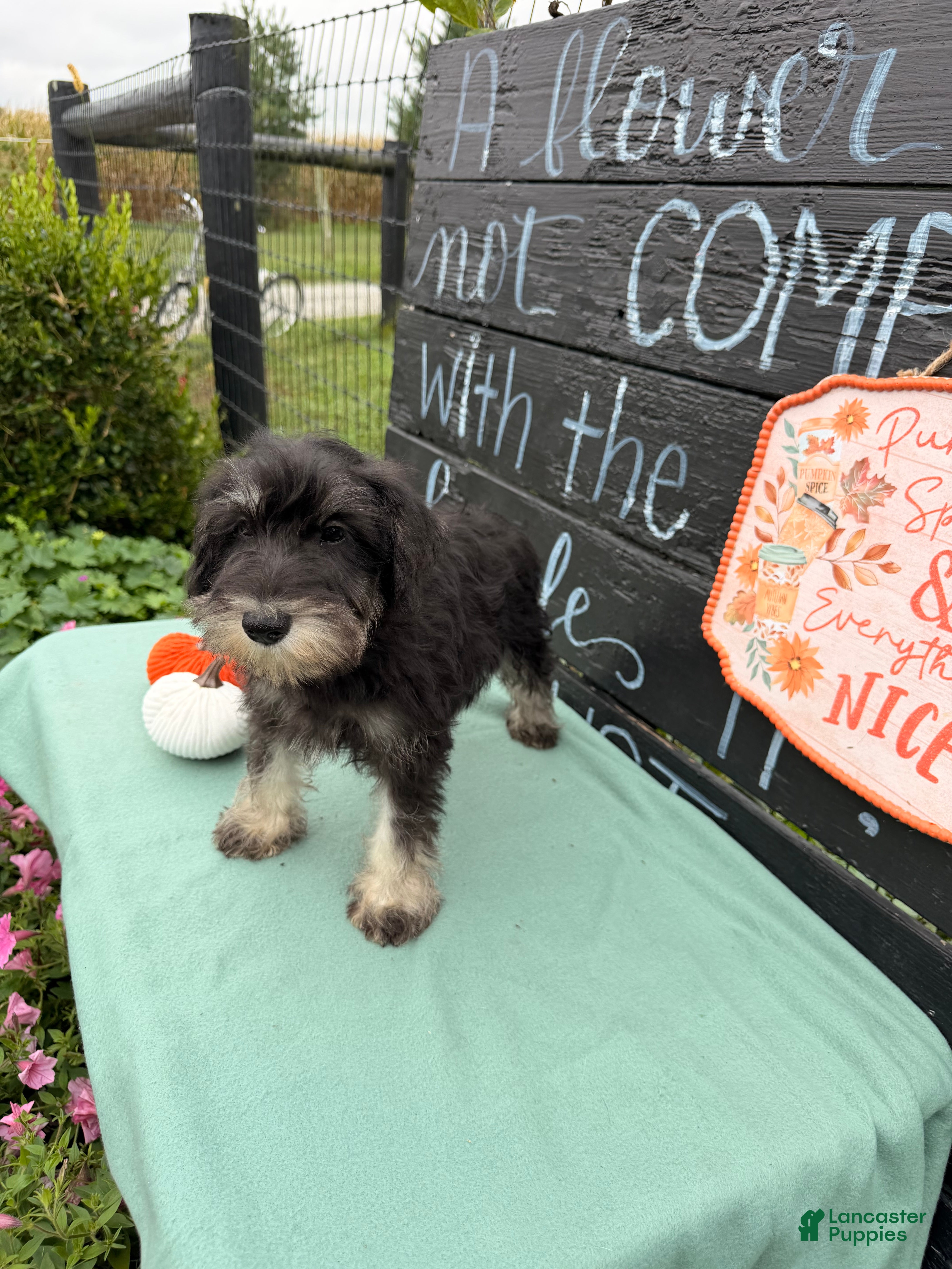 Miniature Schnauzer dogs Tiffany Miniature Schnauzer  - Ad 2