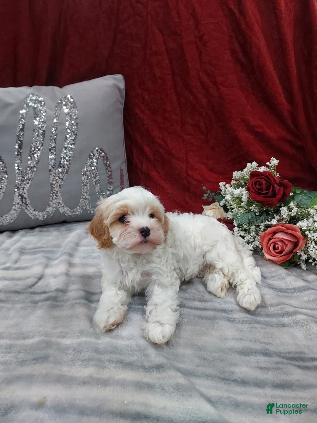 Cavapoo dogs for sale: Cookie - Ad 4