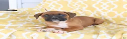 Boxer dogs for sale: Atlas - Ad 4