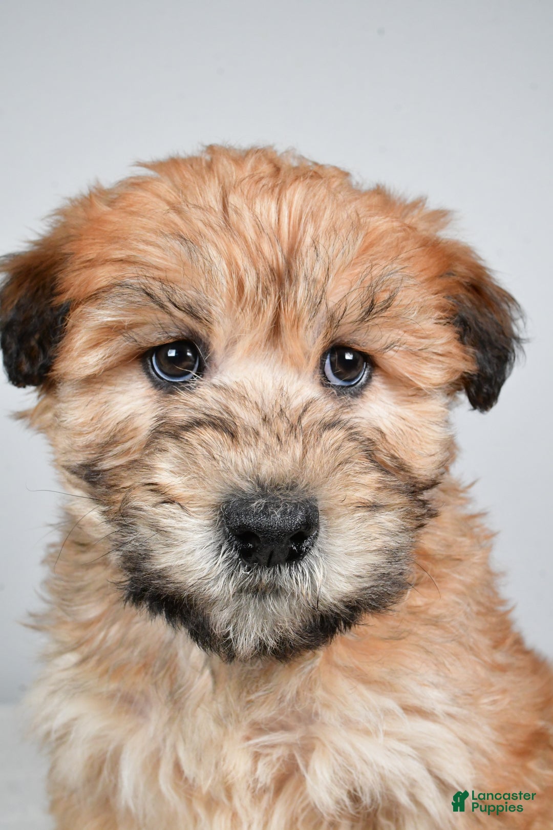Soft Coated Wheaten Terrier dogs for sale: Angel - Ad 7