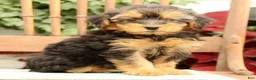 Morkie dogs for sale: Delaney - Ad 4