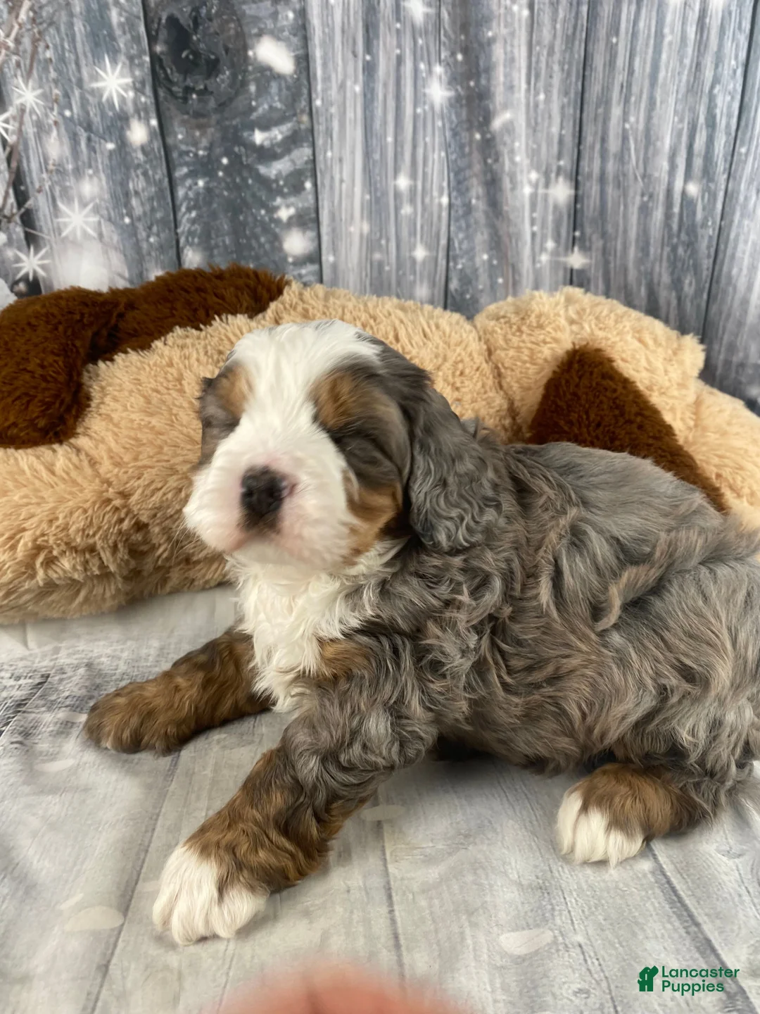 Mixed Breed dogs for sale: Reggie - Ad 8