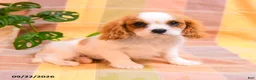 Cavalier King Charles Spaniel dogs for sale: Trisha - Ad 1