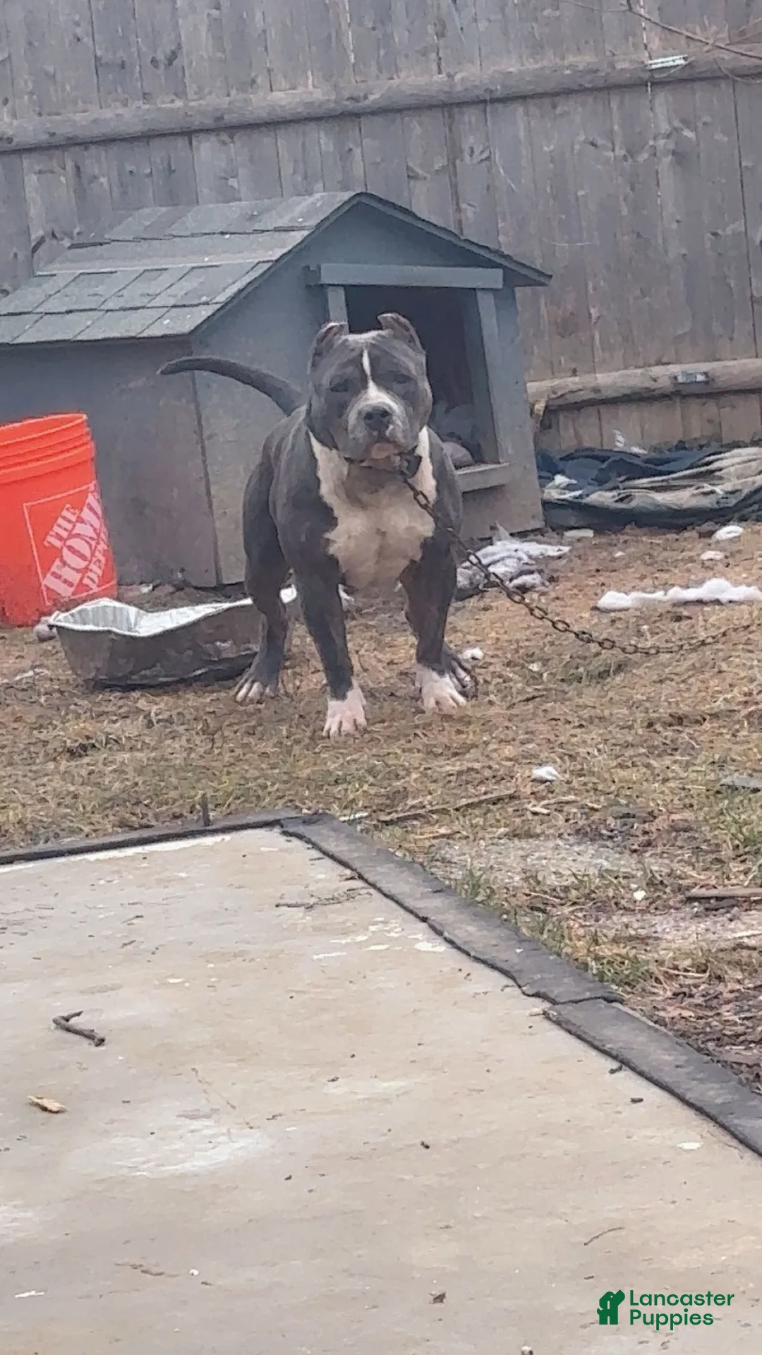 American Bully dogs for sale: American Bully Puppy 4 - Ad 3