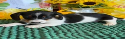 Miniature Dachshund dogs for sale: Darla - Ad 3