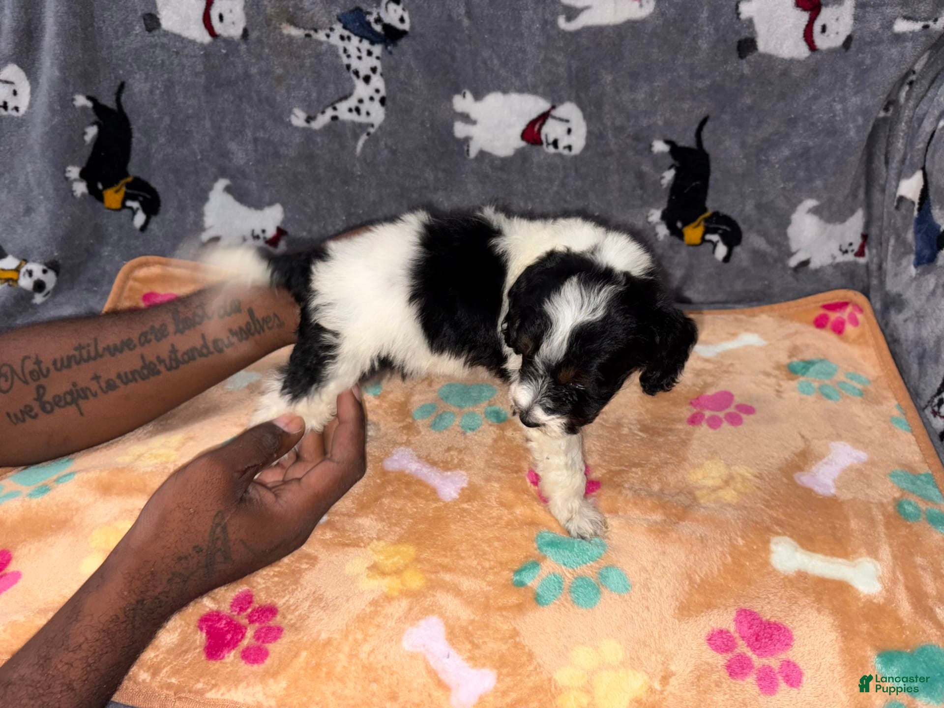 Miniature Labradoodle dogs Lilly - Ad 38