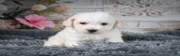 Bichon Frise dogs for sale: AKC-Freddie - Ad 5