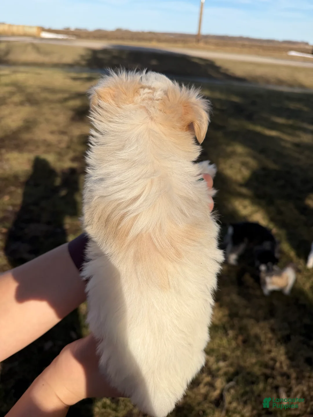 Miniature Schnauzer dogs for sale: Olive - Ad 1